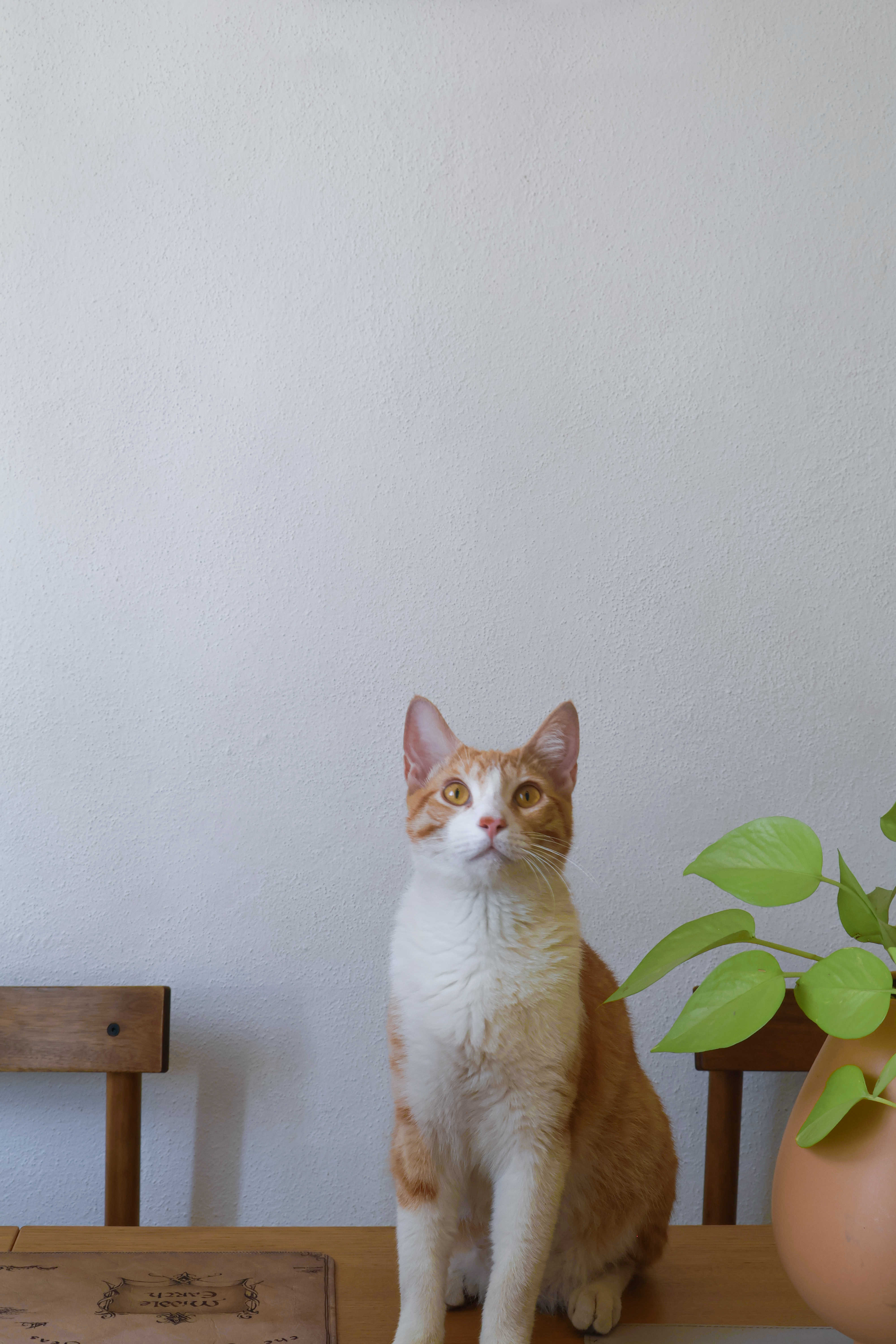 Milo